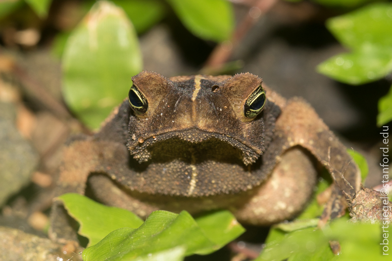 panama